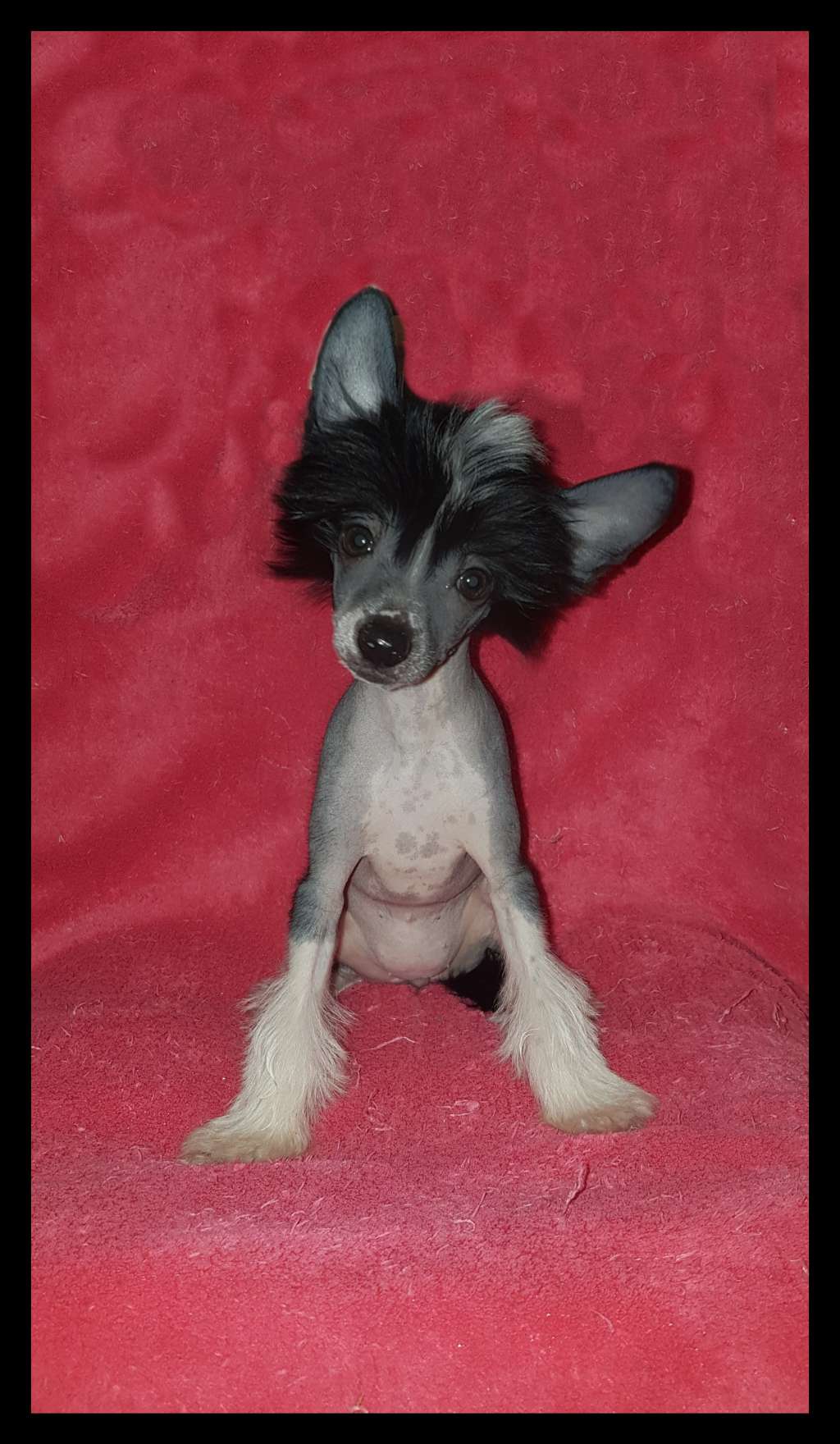 Crazy Cresteds Dreamsicle Bineo