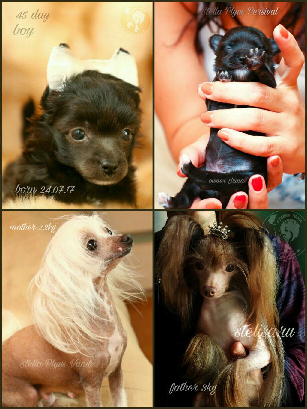 Stella Plyus Persival