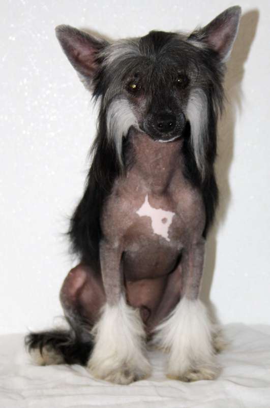 Anda Frelsis Italian