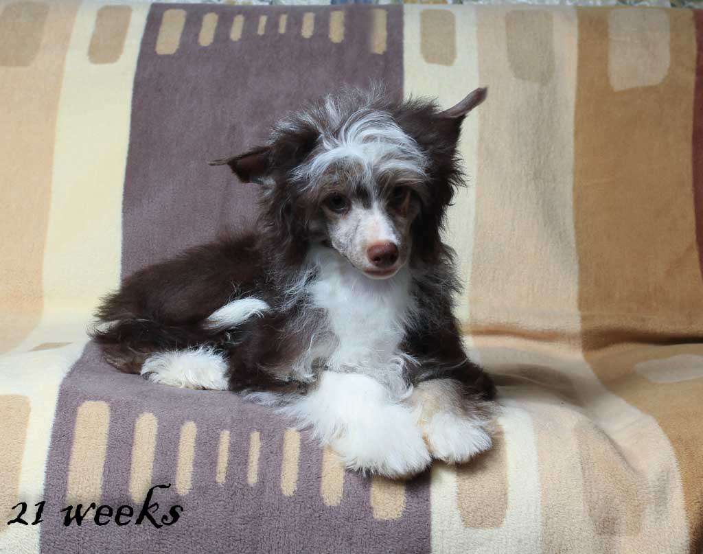 Verrisazh Mari Mavrick