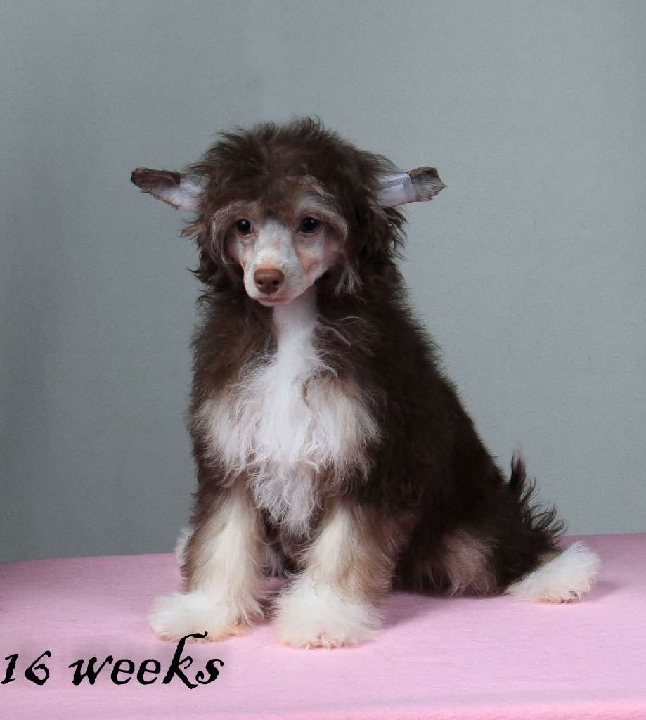 Vernisazh Mari Maksima