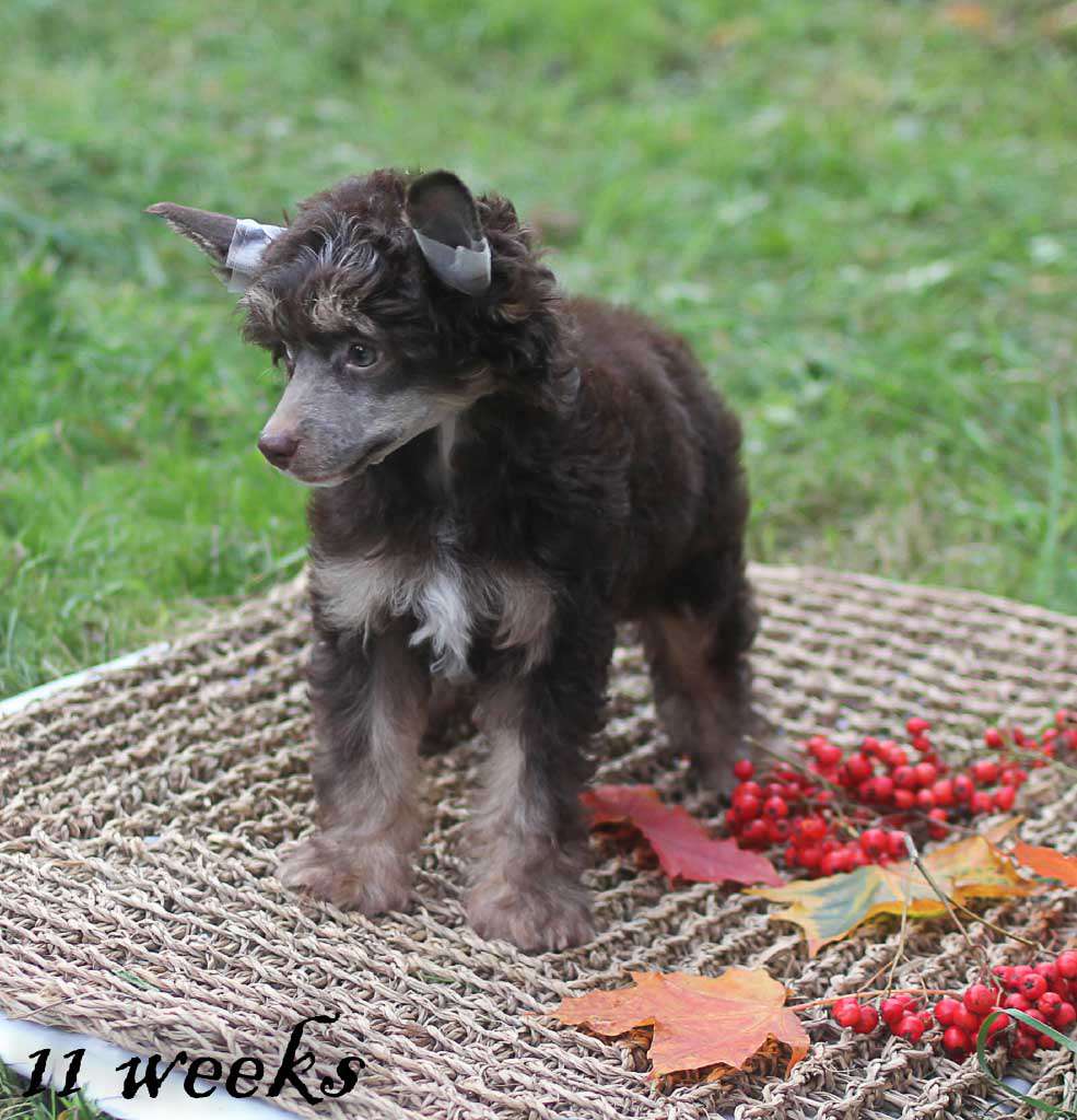 Vernisazh Mari Milana