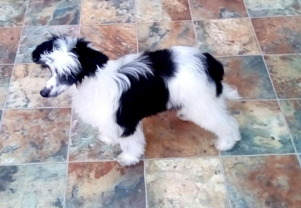 Scherzando Pied Rook