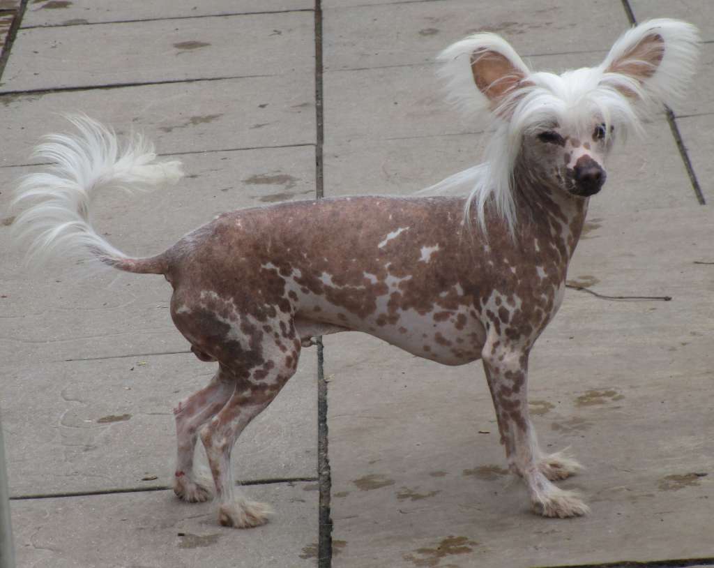 Scherzando Hobotnica