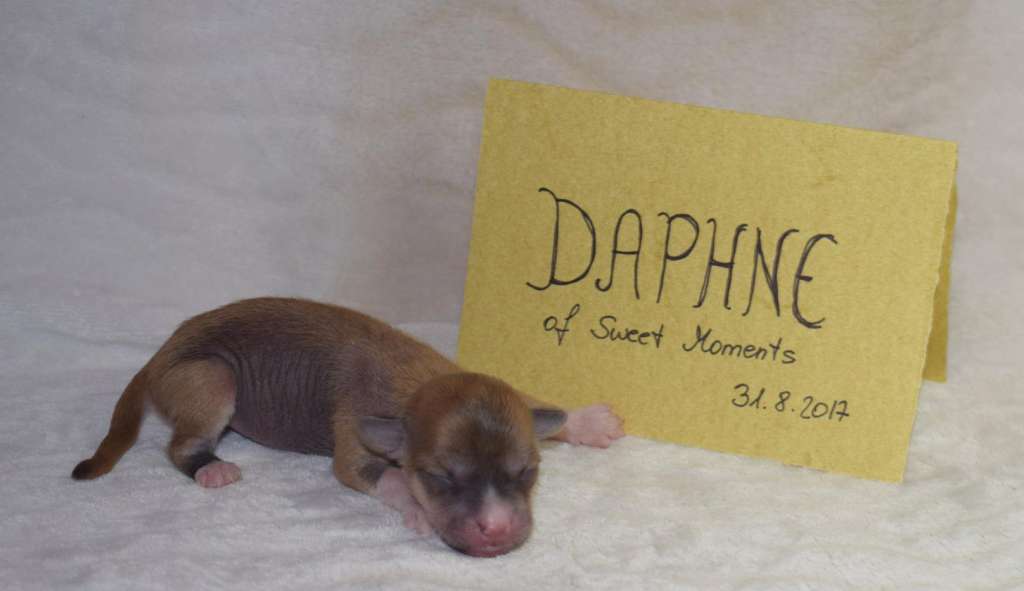 Daphne Sweet Moments