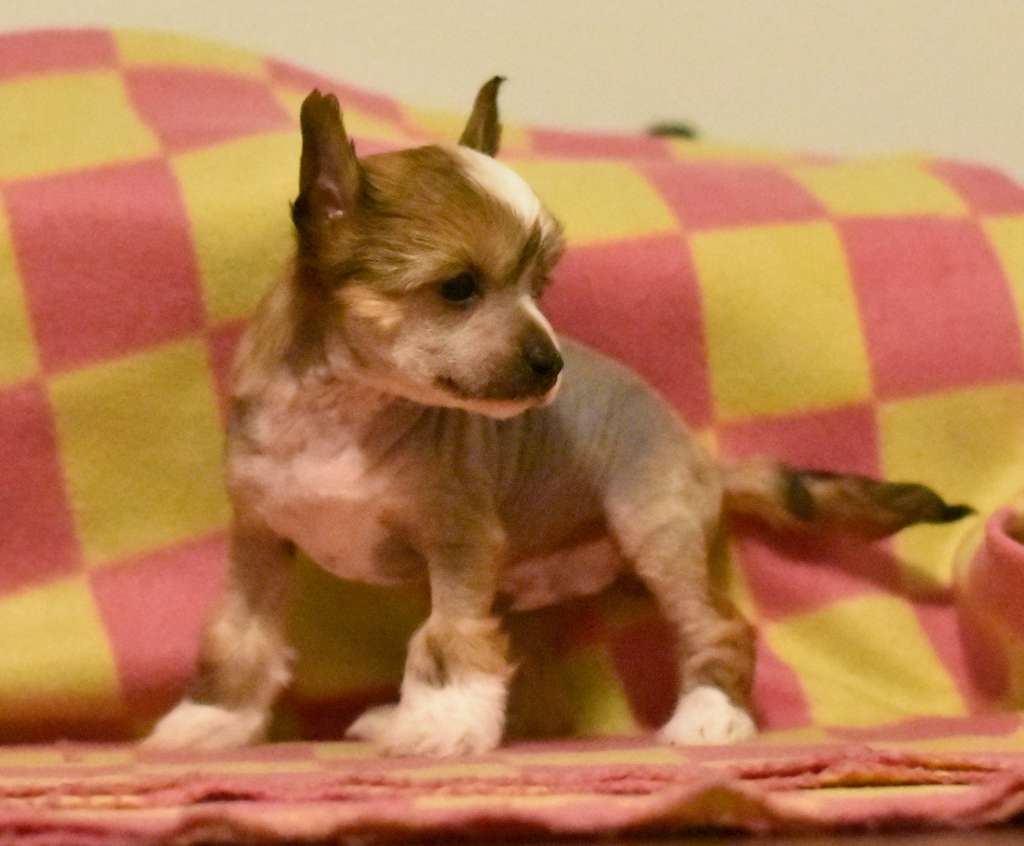 Tapi-Tapi Breaking Bud