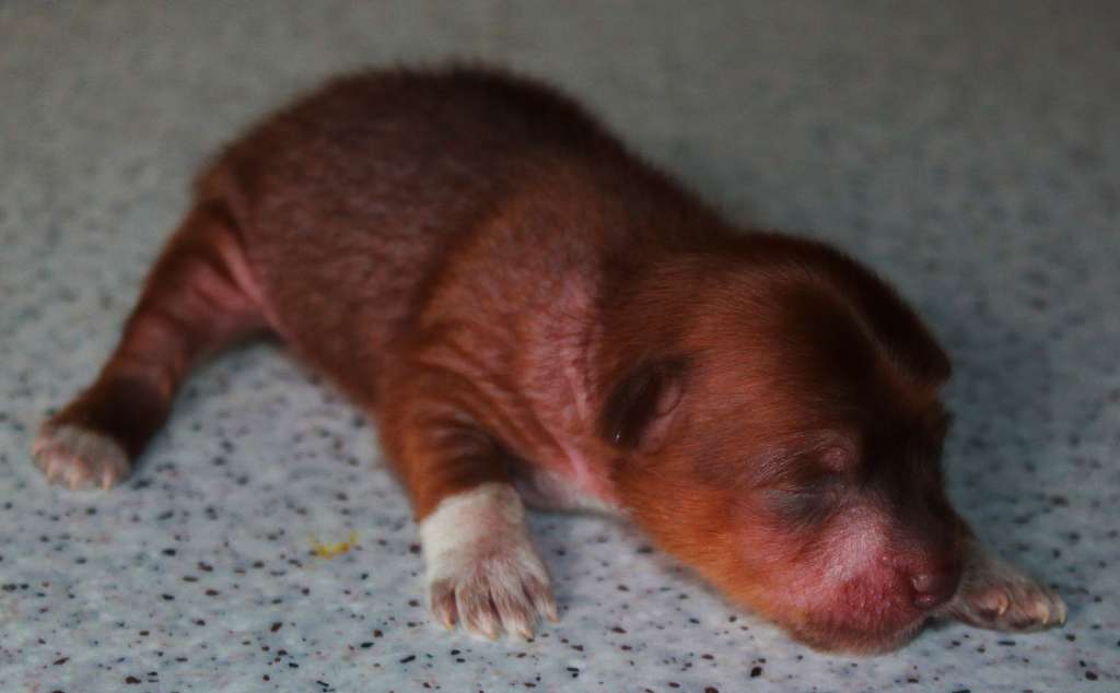 Jantuar Onore Figaro