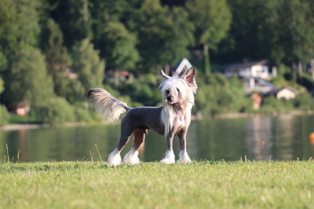 Young and Beautiful Princes de la Roses