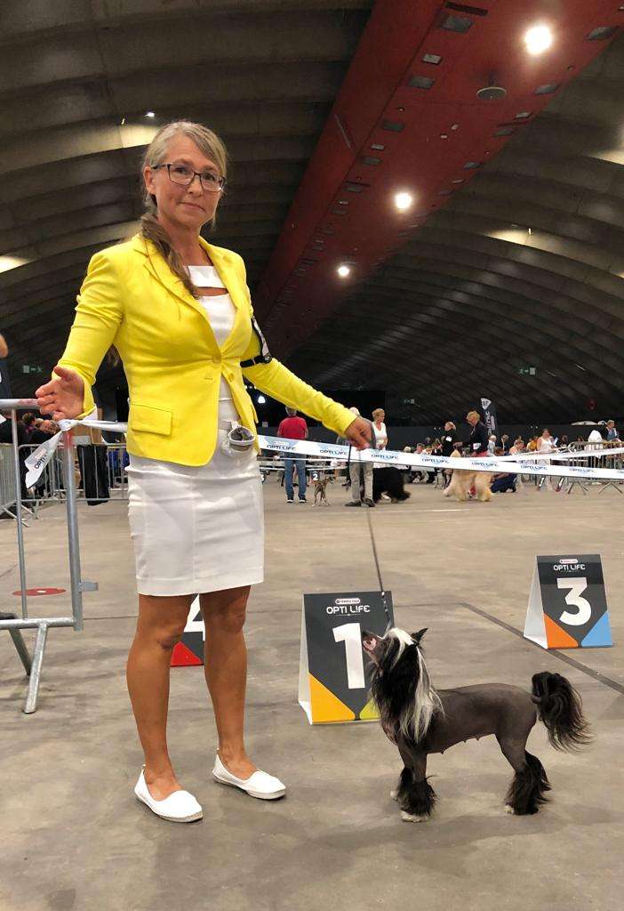 Intern. Ch. / Multi JrCh. / Multi Ch. / Multi Club