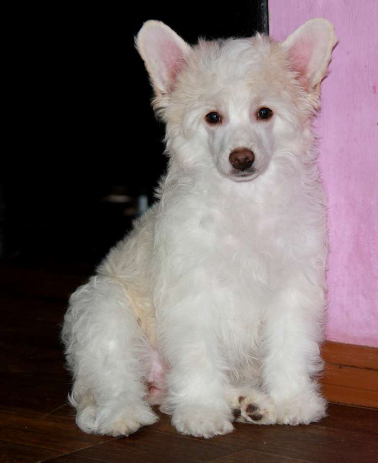 Ekspressiya dlya Liris