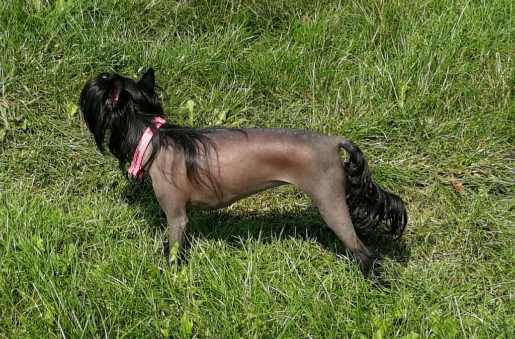 Balerina Samba Pompinell