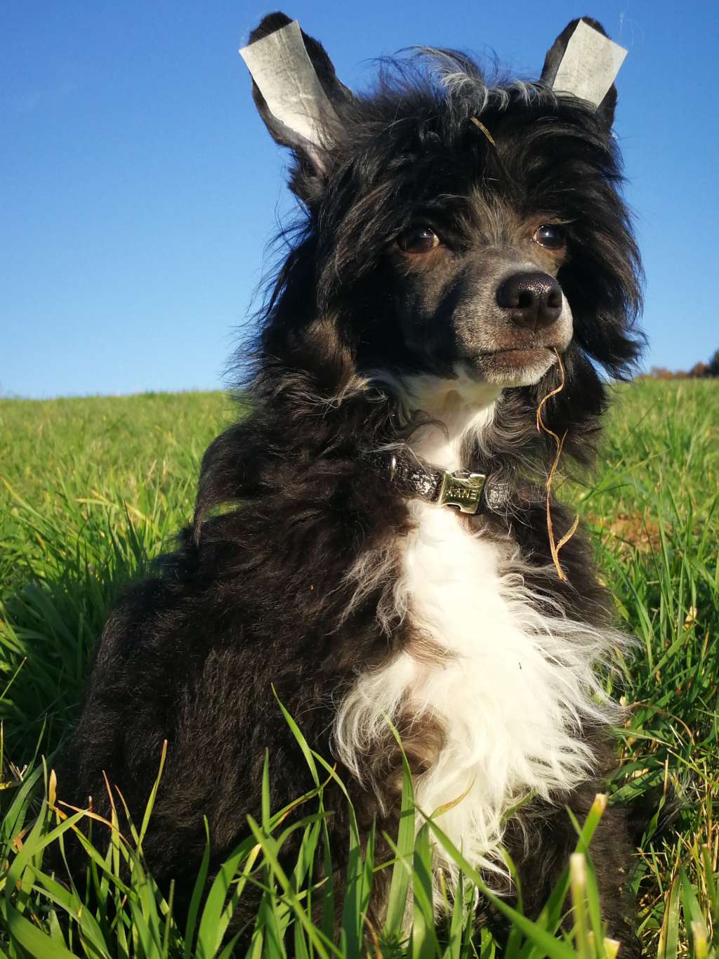 Basic Tango Pompinell