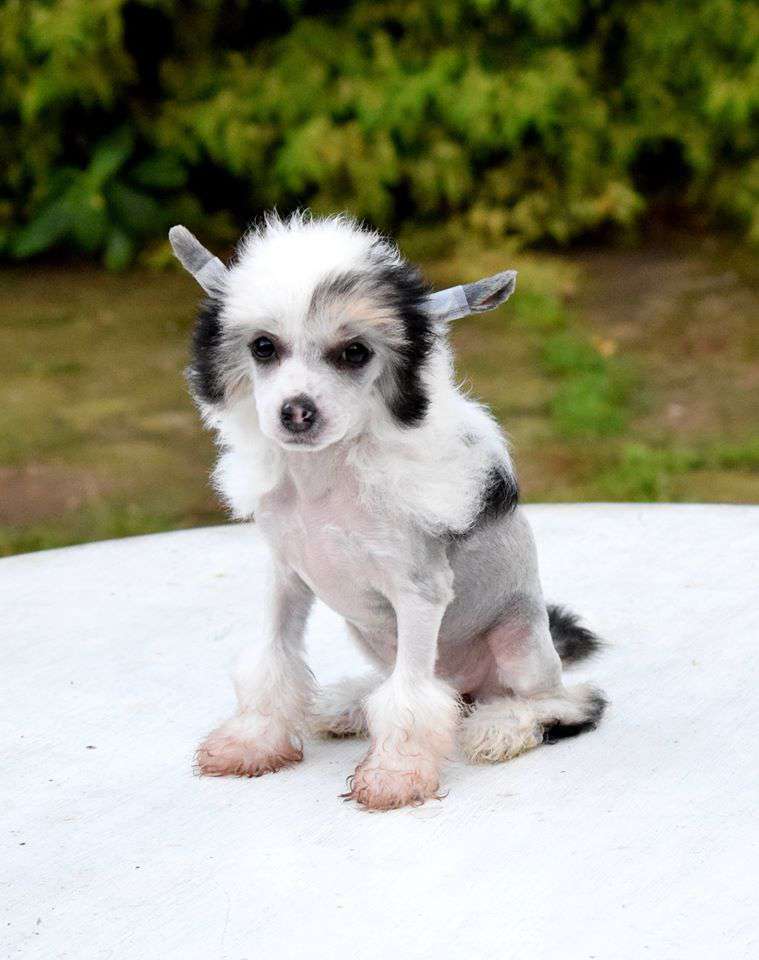 Baby Princessin Crispello