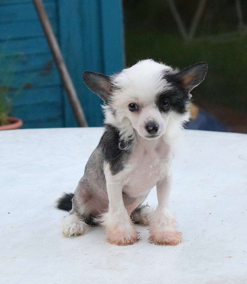 Bailey Boy Crispello