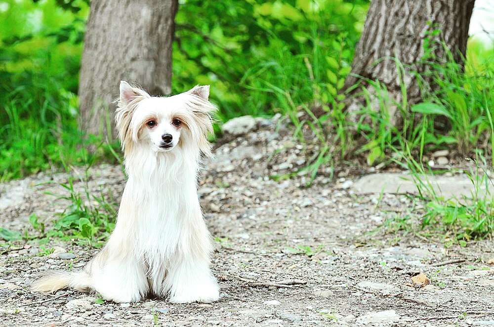 Elance Lounge Shok Wave