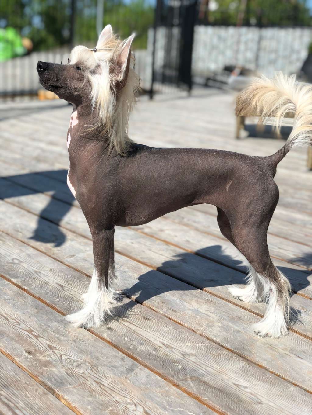 ChinoPata's Jolene Took My Man