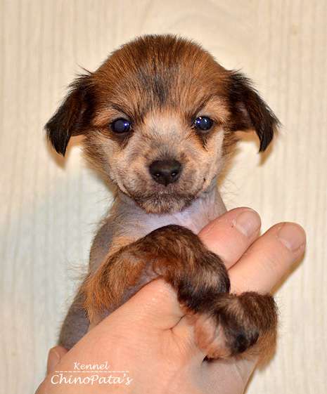 ChinoPata's Japanese Sushi Maker