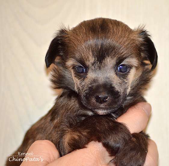 ChinoPata's Jack Lost The Bean