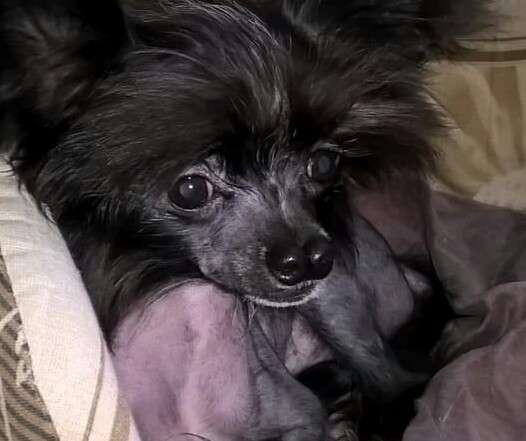 Charuyuschiy Soblazn Ch...