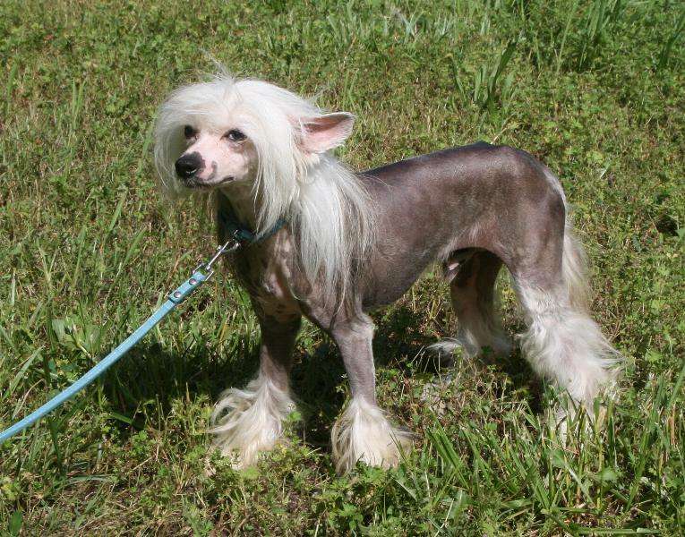 Spirit Gaea Prince Nacho Blue