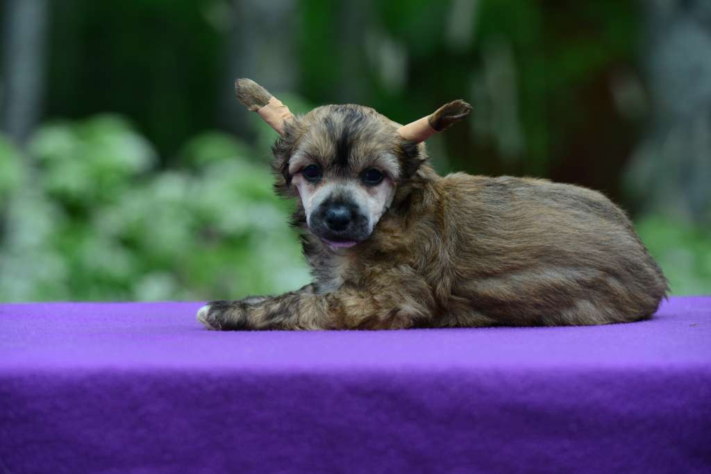 Sun Dan Summer Breeze