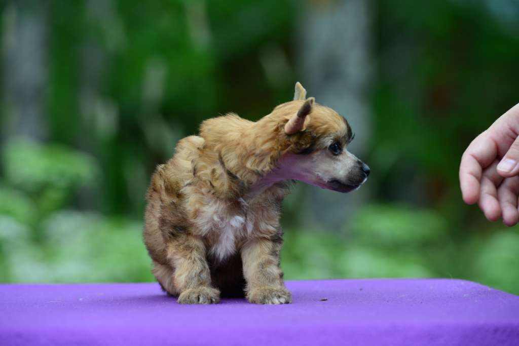 Sun Dan Tatyana Hime