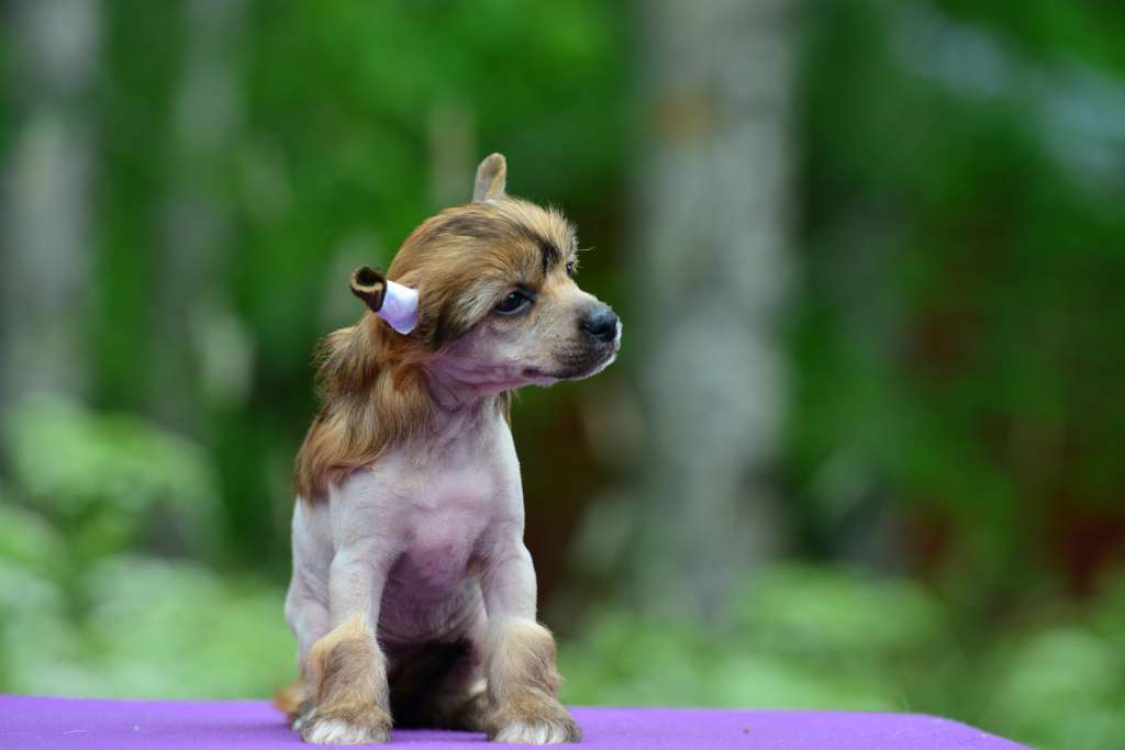 Sun Dan Sweet Like Candy