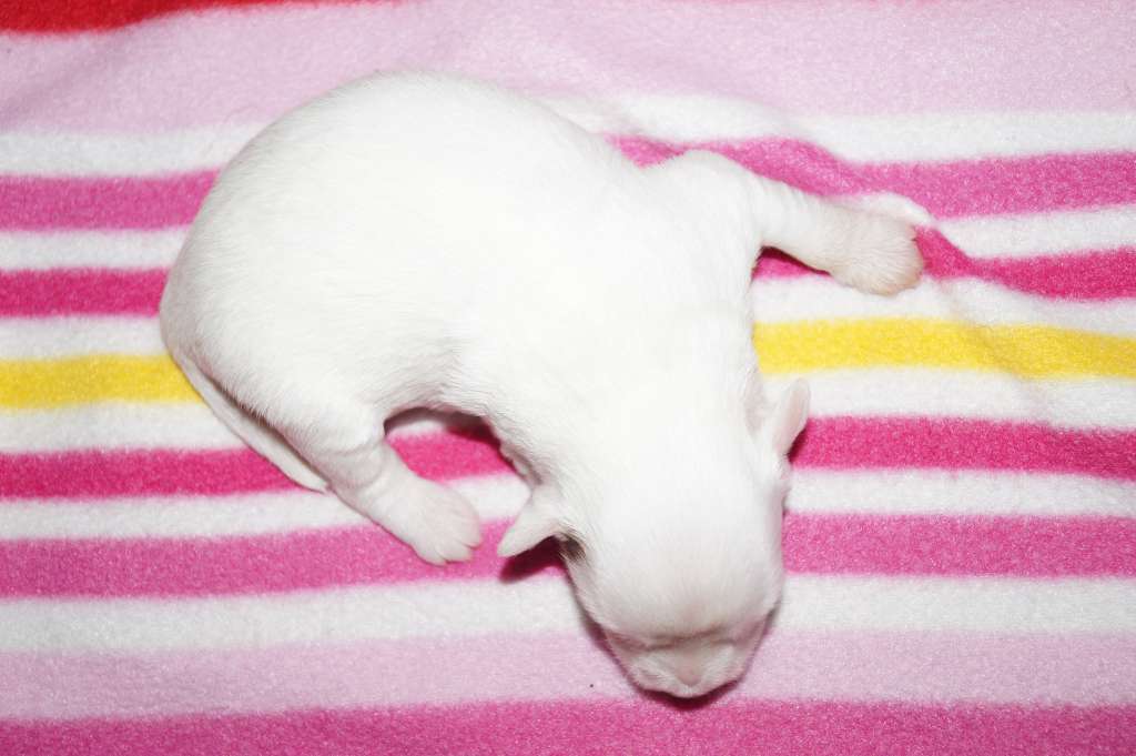 Sun Dan Legally Blonde