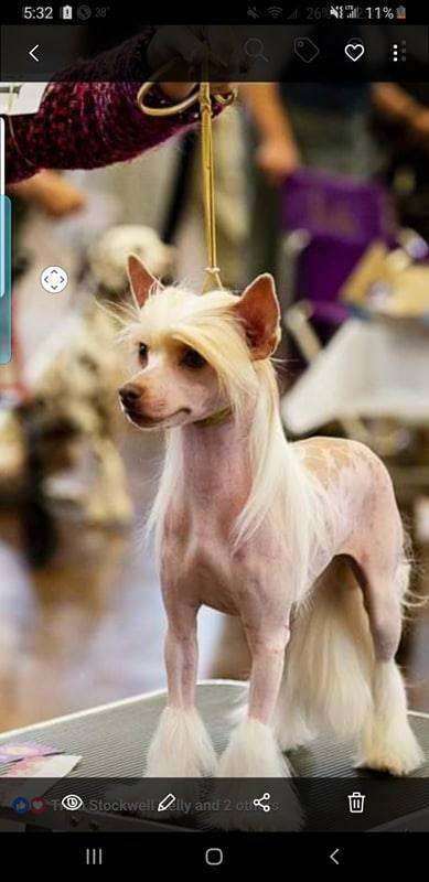 Sun Dan Wish Upon a Star at Tri-Lovin