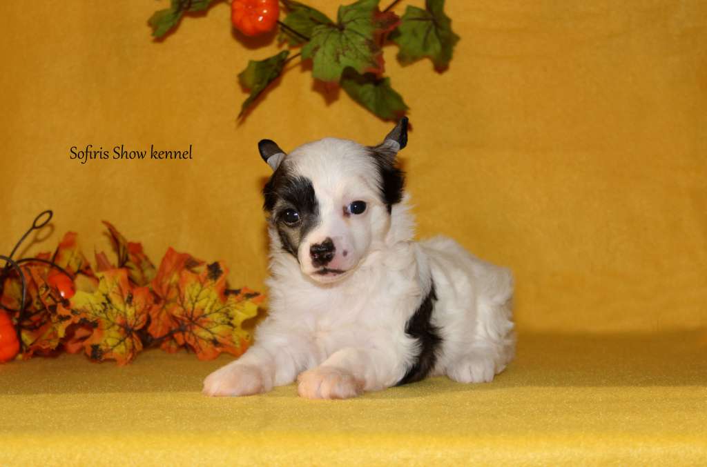 Sofiris Show Zone Of Love