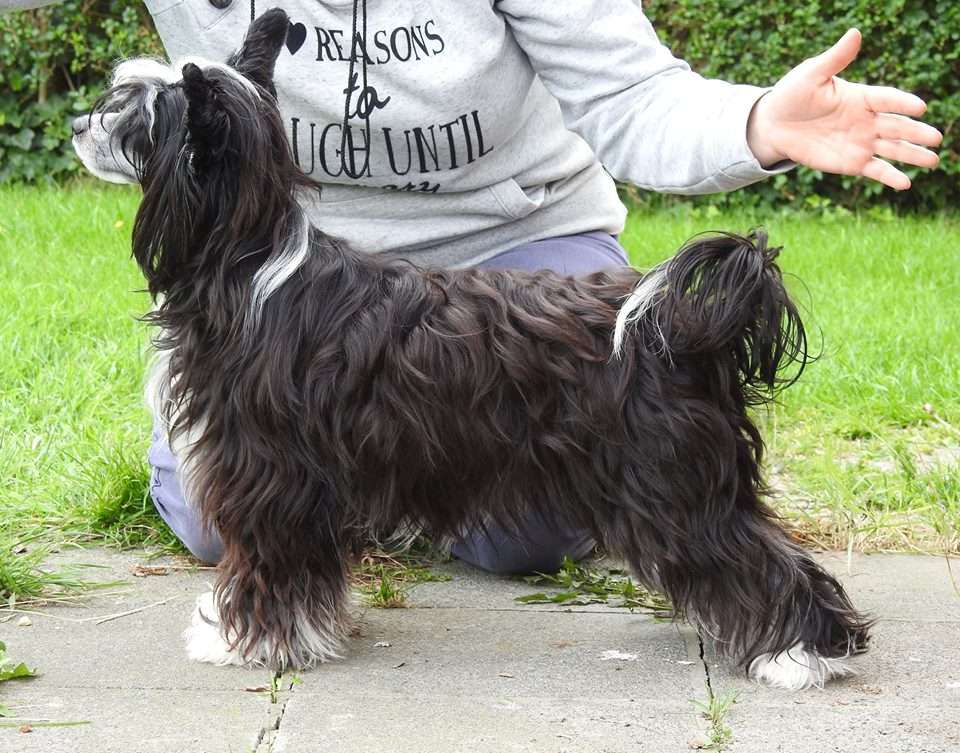 Sofiris Show Zealous Kiss