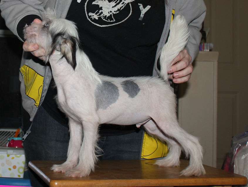 Gardine's Bond, James Bond