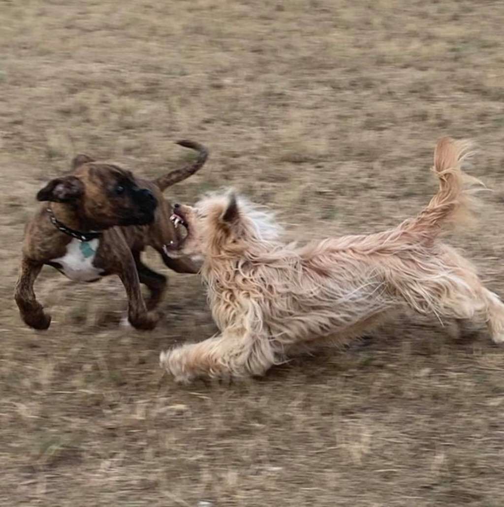 Tasha Taystee Gattaca