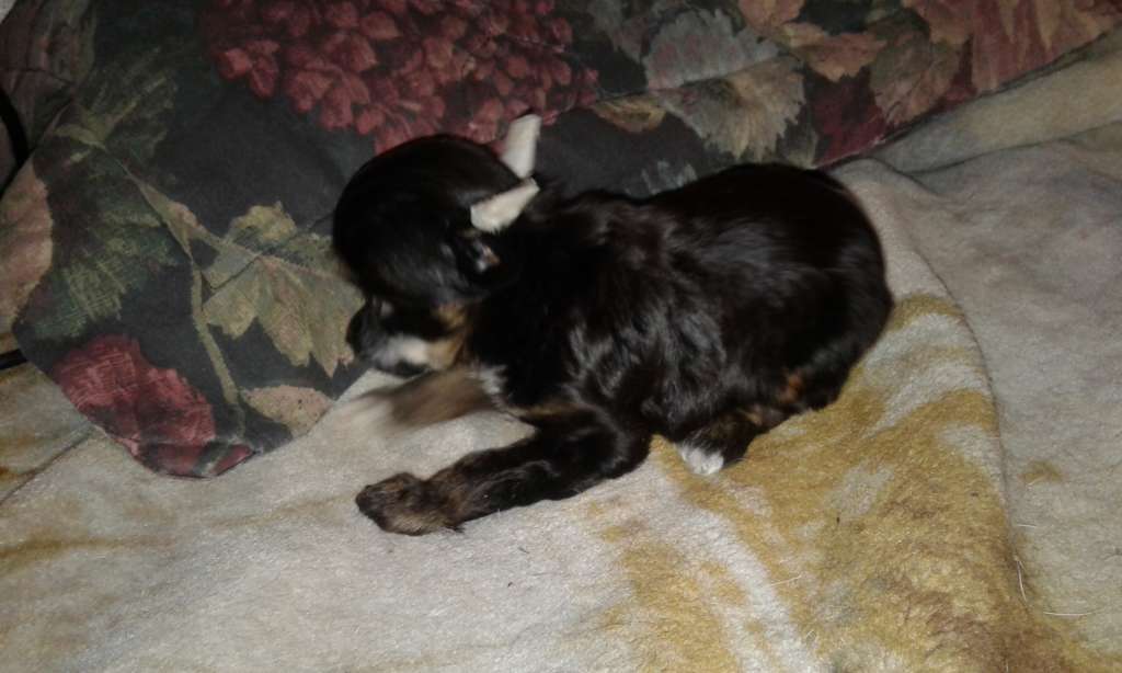 Castlecoves Night To Remember