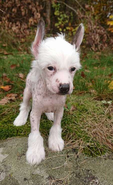 Proud Pony Quiz Master