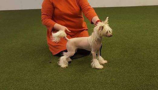 Famrus Princess Magnificent