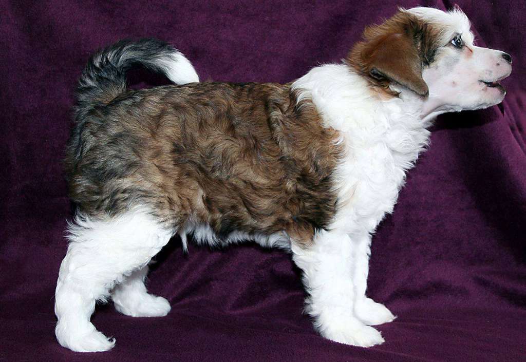 Survivor's Boss For President