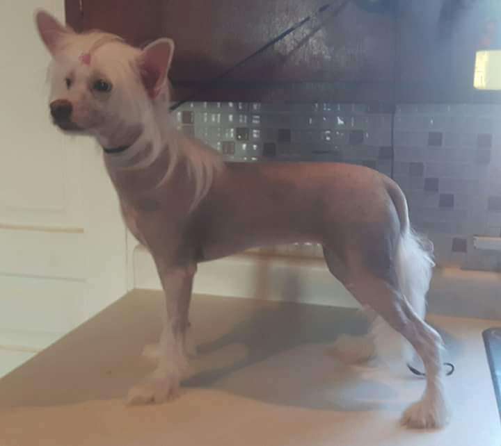 Mar-Sal's Skye's The Limit