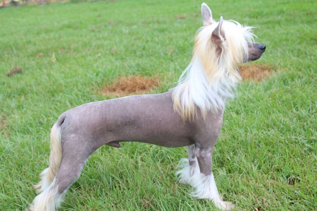 Skyclad's Neverending Light For Di China Latina