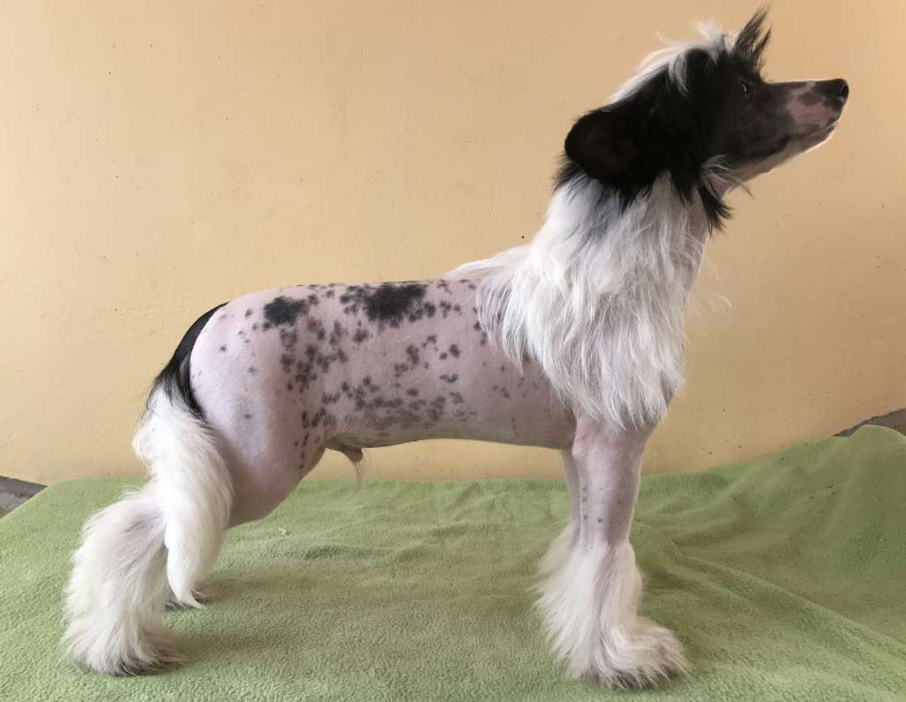 Fundoklia-völgyi Kaszanics Siva