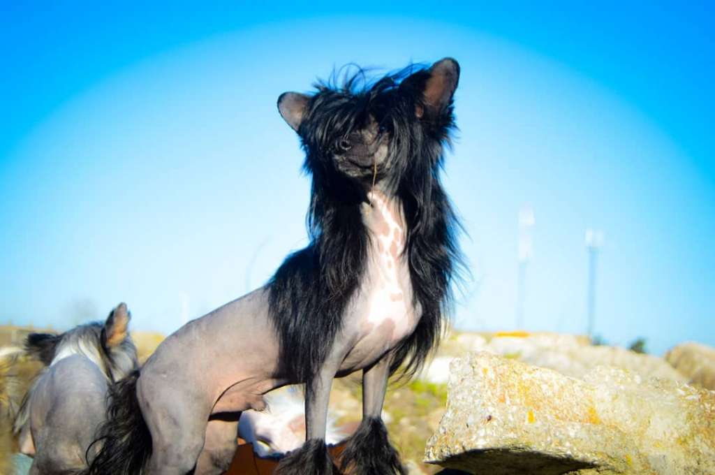 Sirius Black de Lybóriu's Legacy