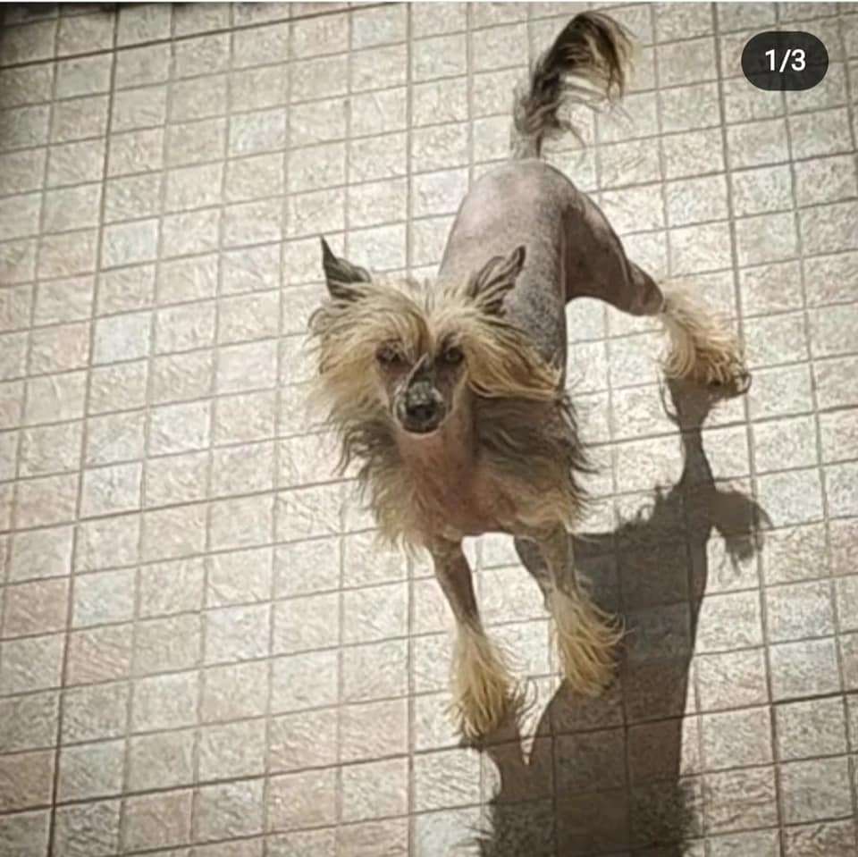 Nagini de Lybóriu's Legacy