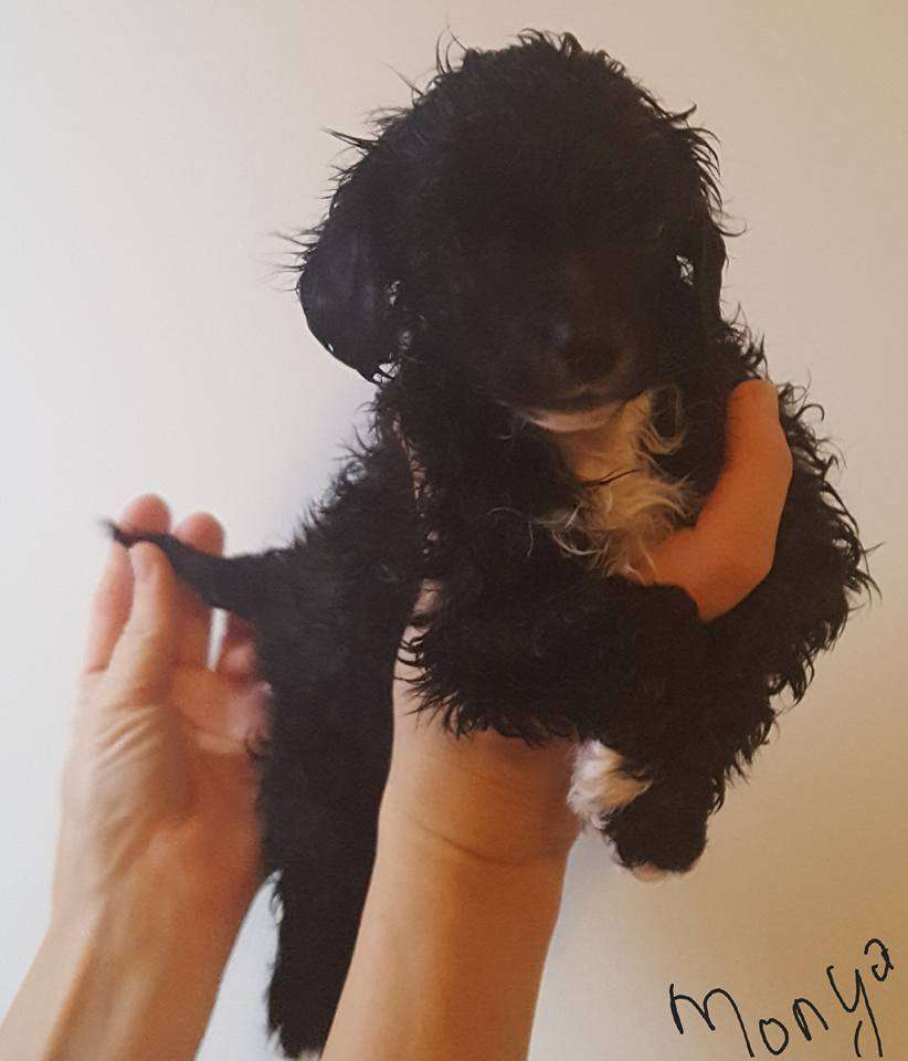 Amaya Mama Mia Amore Gougem