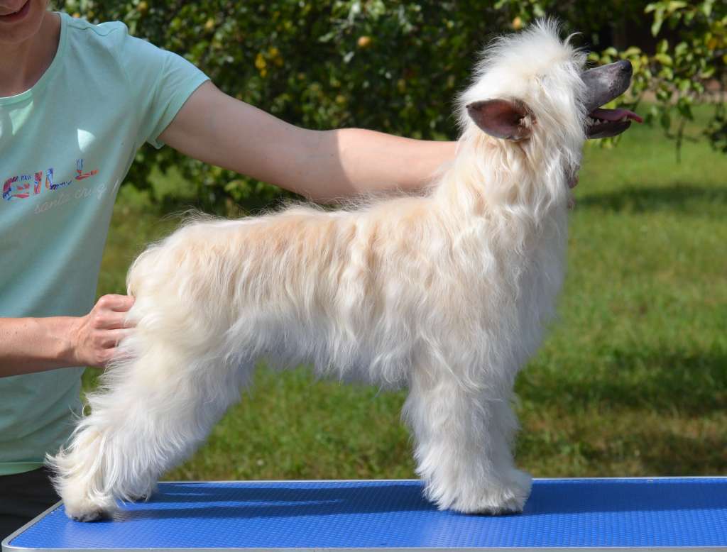 Amber iz Sozvezdiya Khana