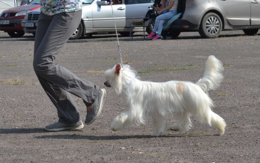 Artemida iz Sozvezdiya Khana