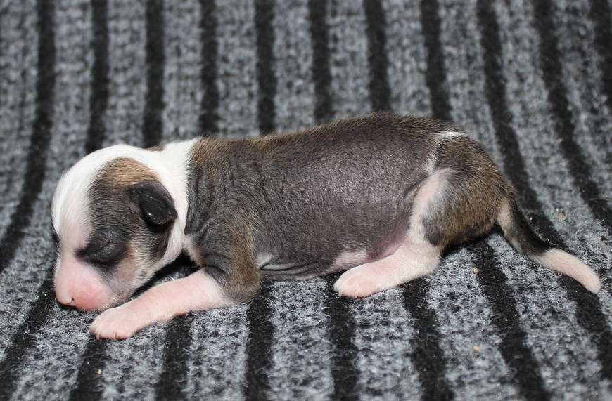 Angel O' Check Zabavushka