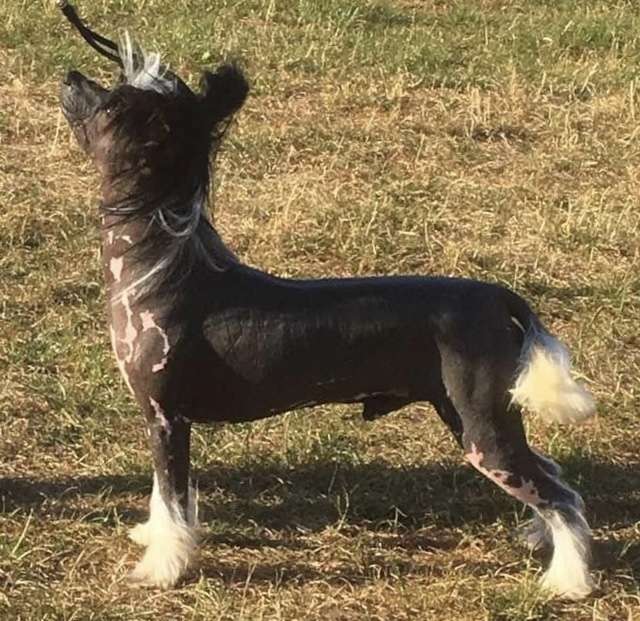 Doucai's Enzo Ferrari