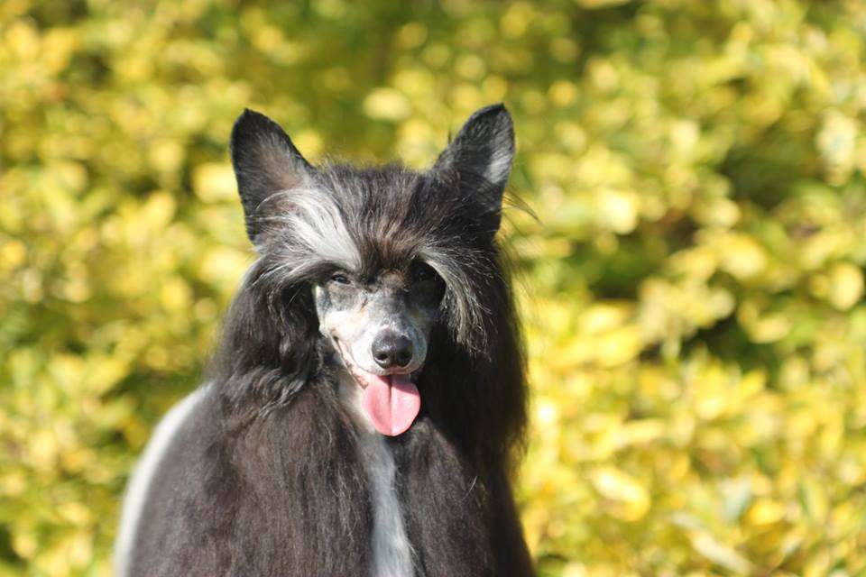 Adamo Brilho Elegante