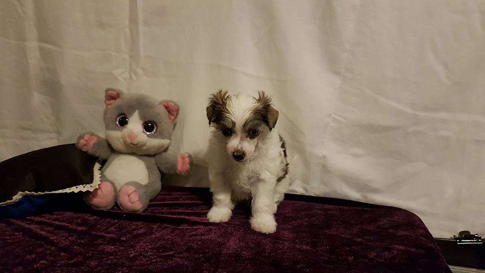 Angelcrest Betty Boop