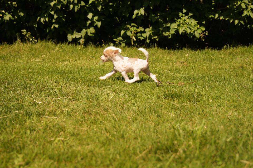 Myrnas Mignon Étoile Amazing Grace